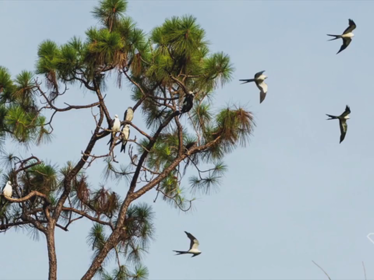 birds roosting in tree